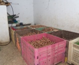 الشرطة ووزارة الاقتصاد تضبط 5200 كيلو غرام من البطاطة الفاسدة في الرام .