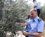 الشرطة تشارك المواطنين قطف ثمار الزيتون في الخليل