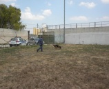 وحـدة تدريب “الكلاب البوليسية” في الشرطة تجري تدريبات في جنين