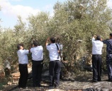 الشرطة تشارك المواطنين بقطاف ثمار الزيتون في قلقيلية ورام الله