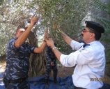الشرطة تشارك المزارعين في قطف الزيتون في بيت لحم والخليل