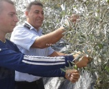 الشرطة تنظم حملة لمساعدة المواطنين بقطف ثمار الزيتون في طولكرم