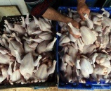 ضبط 4000 دجاجة  في قرية قطنة قضاء القدس