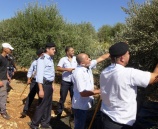 الشرطة تشارك المزارعين في قطف الزيتون في ضواحي القدس