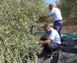 الشرطة تشارك المزارعين قطف ثمار الزيتون بطوباس