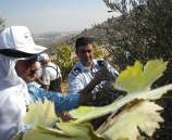 الشرطة تشارك المواطنين قطف الزيتون في محافظتي ضواحي القدس و سلفيت