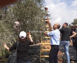 الشرطة تشارك المواطنين فعاليات قطف الزيتون في بلدة ام دار المحاذية لجدار الفصل في جنين