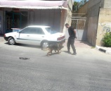 وحدة تدريب الكلاب البوليسية في الشرطة  تجري مناورة تدريبية في طولكرم