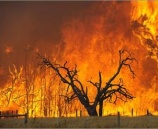 شرطة طولكرم تكشف ملابسات حرق حوالي 400 شجرة زيتون