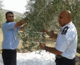 الشرطة تشارك المواطنين بقطف ثمار الزيتون في بلدة عنبتا شرق طولكرم
