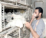 الشرطة و الاجهزة الامنية تفرض حصارا على بلعا بعد اكتشاف حالات انفلونزا الطيور