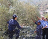 الشرطة تشارك المواطنين في قطف ثمار الزيتون