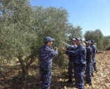 الشرطة تشارك المزارعين قطف ثمار الزيتون في جنين