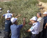 الشرطة تشارك المزارعين قطف ثمار الزيتون في طولكرم
