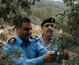 الشرطة تشارك المواطنين في قطاف ثمار الزيتون في قلقيلية