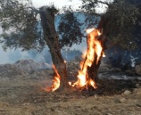الشرطة تكشف ملابسات حرق (200) شجرة زيتون في طوباس
