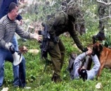 اصابة مواطن بجراح خطرة جراء اعتداء  قوات الاحتلال عليه في قلقيلية