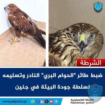 الشرطة تضبط طائر "الحوام البري" النادر وتسلمه لسلطة جودة البيئة في جنين