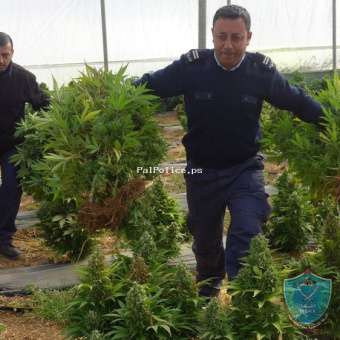 واقع المخدرات في فلسطين بين الزيادة والنقصان .