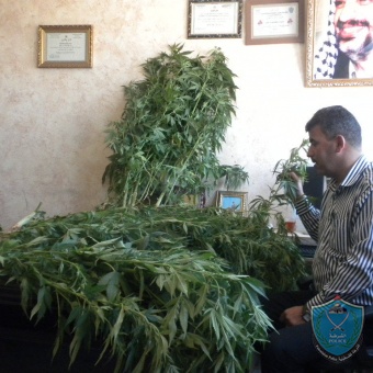 الشرطة تضبط أشتال ماريجوانا في  حديقة منزل بمحافظة الخليل