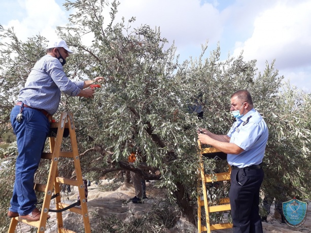 الشرطة تشارك المزارعين قطف ثمار الزيتون في بلدة طمون 