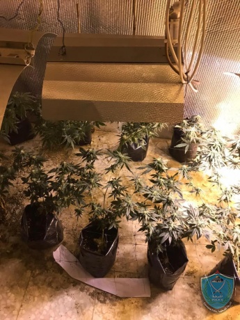 الشرطة تضبط مستنبت لزراعة الماريجوانا المخدرة داخل منزل في ضواحي القدس