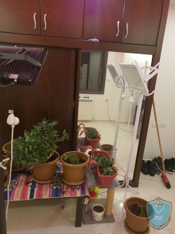 الشرطة تضبط مستنبت لزراعة الماريجوانا في رام الله
