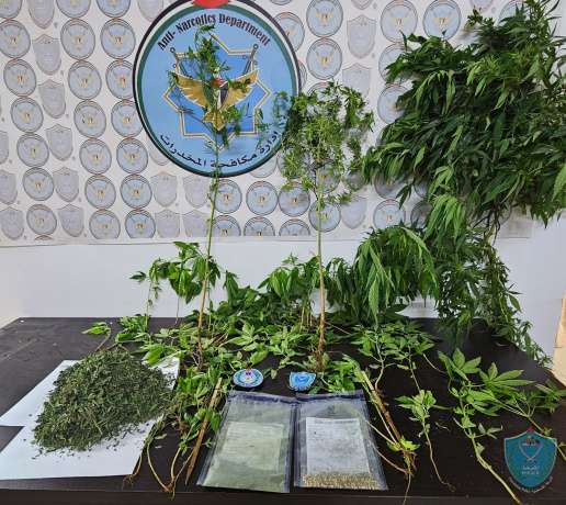 الشرطة تضبط أشتال الماريجوانا داخل منزل أحد تجار المخدرات في الخليل