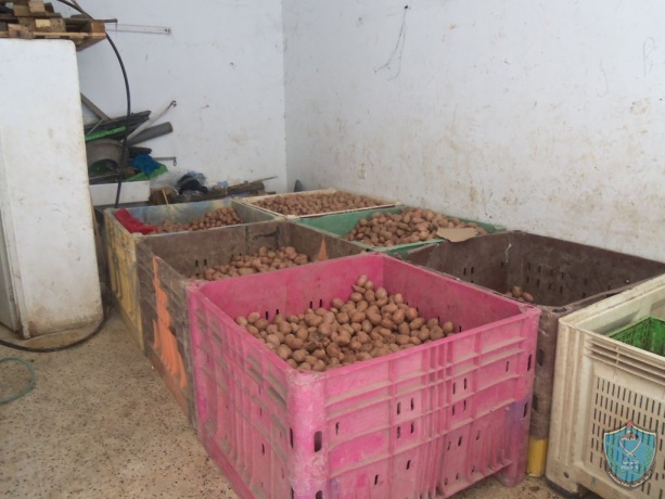 الشرطة ووزارة الاقتصاد تضبط 5200 كيلو غرام من البطاطة الفاسدة في الرام .