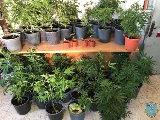 الشرطة والاستخبارات والوطني يضبطون 13 كغم مخدرات في يطا