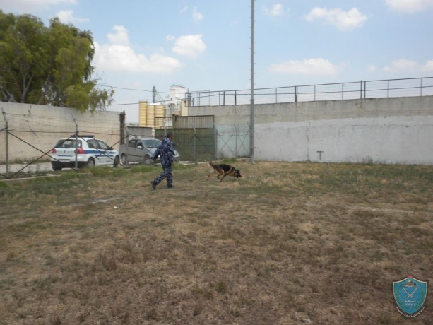 وحـدة تدريب “الكلاب البوليسية” في الشرطة تجري تدريبات في جنين
