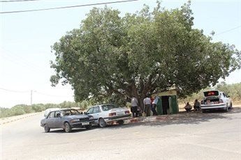 "شجرة العروس" شاهدة على عشرات عقود الزواج !!
