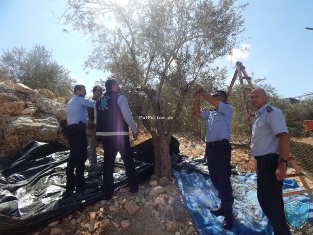 الشرطة تشارك المزارعين قطف ثمار الزيتون في بلدة كفر اللبد شرق طولكرم