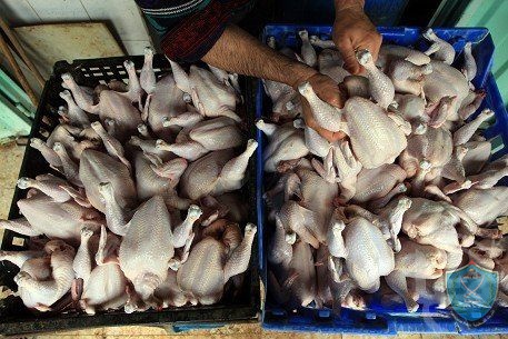 الشرطة تضبط ١٥٠٠ دجاجه فاسدة في بلدة القبيبه