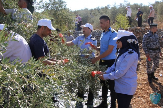 الشرطة تشارك المزارعين قطف ثمار الزيتون في بلدة كفر اللبد  بطولكرم