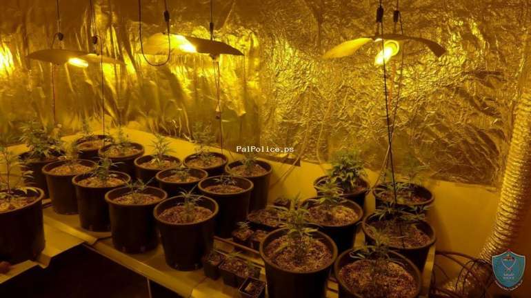الشرطة والامن الوقائي يضبطان مستنبت لزراعة المخدرات في منزل احد المواطنين في قلقيلية