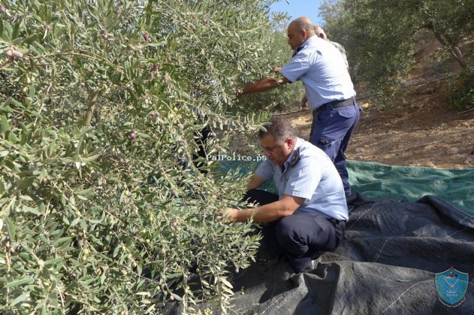 الشرطة تشارك المزارعين قطف ثمار الزيتون بطوباس