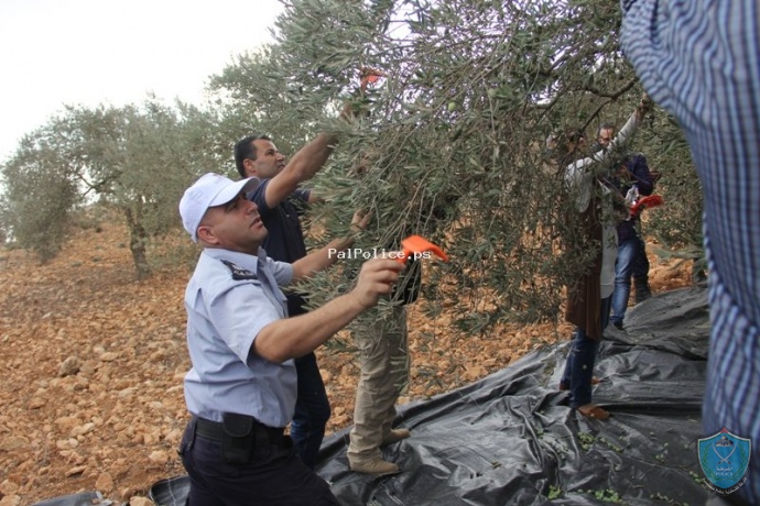الشرطة تشارك المزارعين بقطف ثمار الزيتون في رام الله