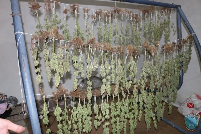 الشرطة تضبط 83 شتلة و 5 كيلو غرام من نبات الماريجوانا داخل مشتل في الخليل