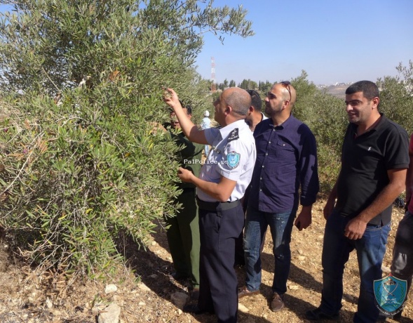 الشرطة تشارك المزارعين بقطف ثمار الزيتون في قرى شمال غرب القدس.