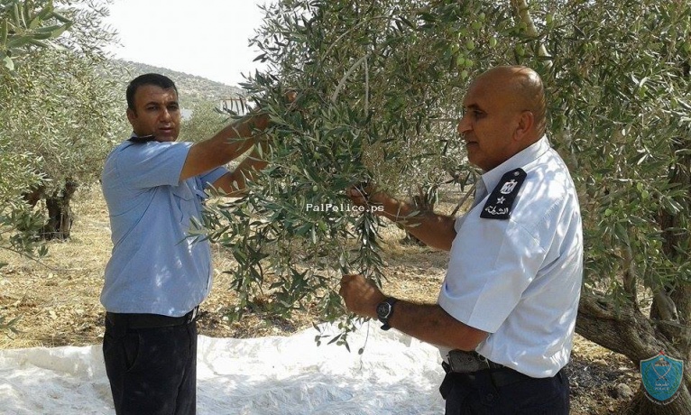 الشرطة تشارك المواطنين بقطف ثمار الزيتون في بلدة عنبتا شرق طولكرم