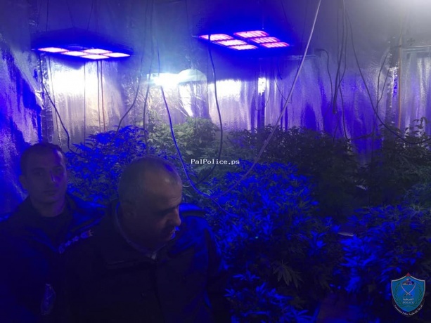 الزراعة المائيه تقنيّة جديدة تدخل لاول مرة بزراعة المخدرات في فلسطين.