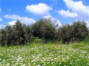 اجواء خريفية وحرارة معتدلة خلال ايام العيد