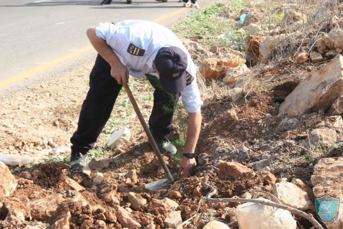 الشرطة تشارك في يوم تطوعي مفتوح وزارعة أشجار في قلقيلية