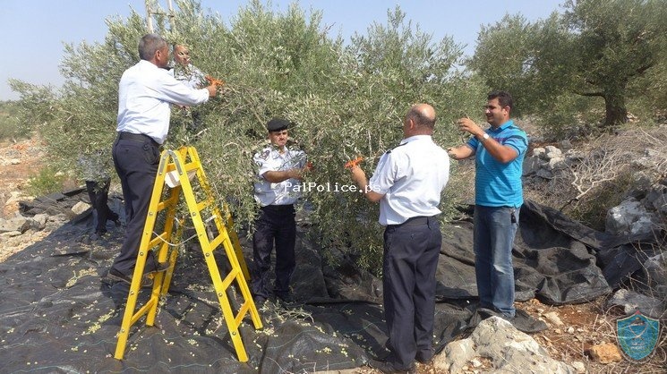 الشرطة تشارك المزارعين بقطف ثمار الزيتون في سلفيت