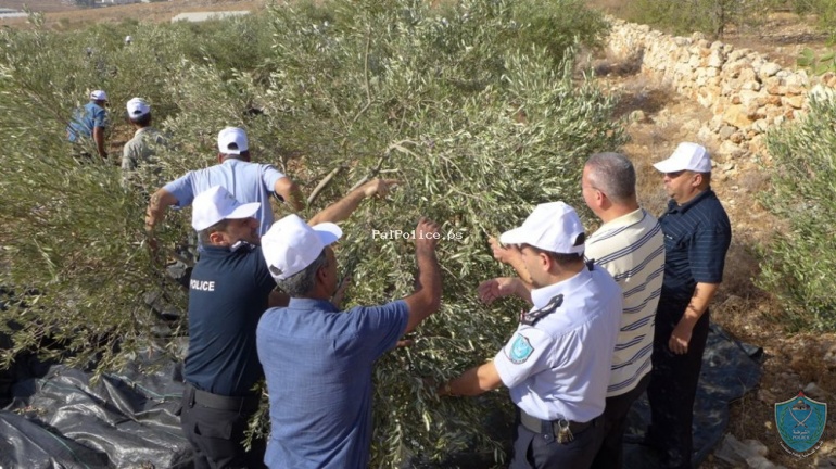 الشرطة تشارك المزارعين قطف ثمار الزيتون في طولكرم