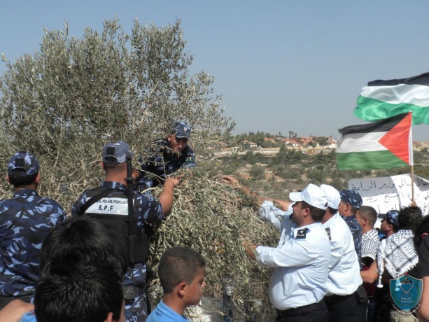 الشرطة تساند المزارعين في قطف ثمار الزيتون بجنين