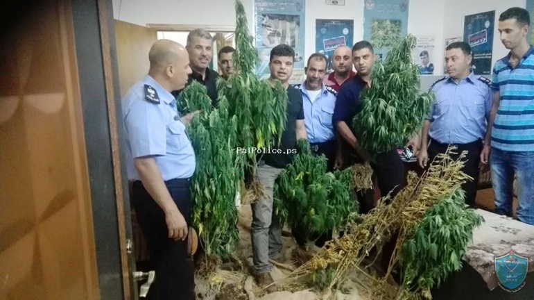 الشرطة تضبط أشتال لنبات الماريجوانا المخدرة في طولكرم