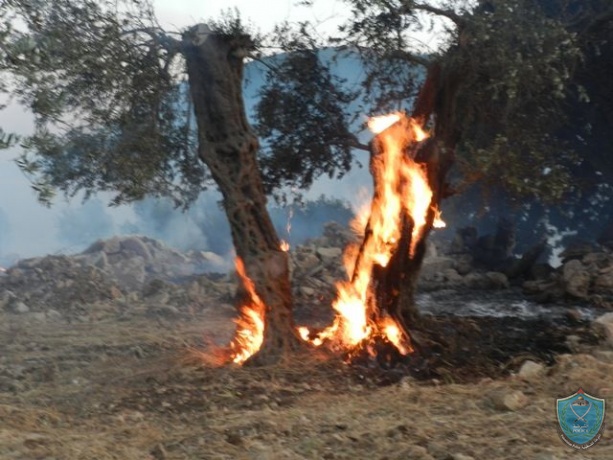 الشرطة تكشف ملابسات حرق (200) شجرة زيتون في طوباس