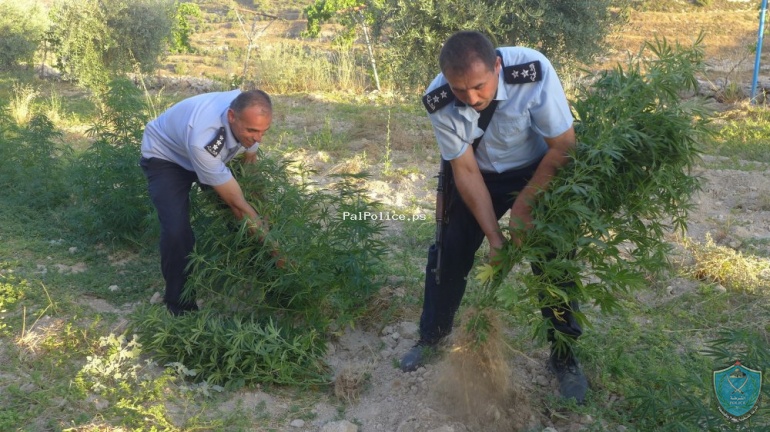 الشرطة تضبط 586 شتلة ماريجوانا بأرض زراعية في الخليل